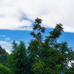 VOL38.诸事顺遂，守得云开见月明。