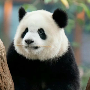 睡前故事八：渝爱—社会我拽姐