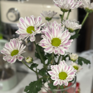 Vol.7 | 没有人规定一朵花必须长成向日葵