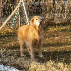 S2E7 她敢于做丁克、去慢生活，都是狗狗给的安全感