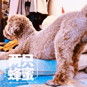 cover of episode Vol.34 家有萌宠乐无边，一半温暖一半甜