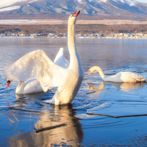 038-咏鹅少年骆宾王长大后，尽是悲鸣……