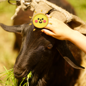 在春天 和赫尔曼·黑塞一起走进自然｜ 《我走入宁静蔚蓝的日子》