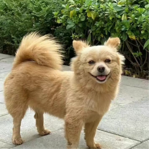 小区一遭被狗咬 十年网络怕喷子