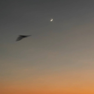 恋爱中的牧羊人-明月高悬夜空_佩索阿