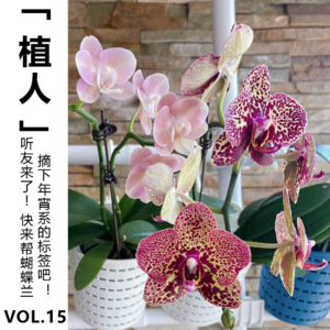 Vol.15【植人】听友来了~ 快来帮蝴蝶兰摘下年宵系的标签吧!