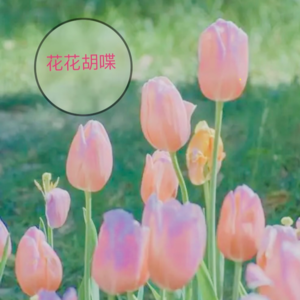 快问快答，你眼中的《花花胡喋》