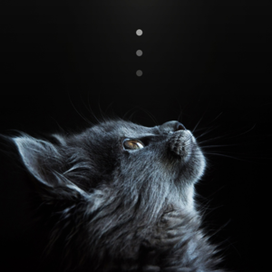 Global Times｜“虐猫”考生未被录取；美德胜过好成绩