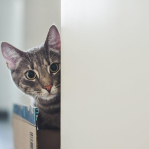 病情稳定 12 | 咨询师都有两只猫