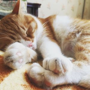 西海之声025：真想为一个猫跟谁拼了