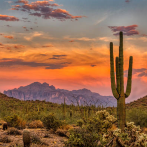 2. Arizona凤凰城游记：巨型仙人掌，纪念碑谷，沙漠与灵气小镇Sedona🏜️