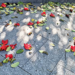 ep.07 春日 | 四月伊始，芳菲未尽