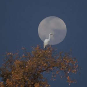 【邂逅时节-白露】白露白鹭，候鸟南飞，我们去观鸟吧！