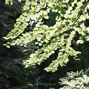 「枫叶红不红」北美当妈养娃是何体验?两娃打底,中国家长出国门内卷如故?