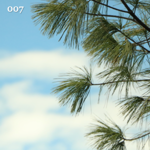 007.清明节特辑｜不回家上坟，我是个自私的人吗？