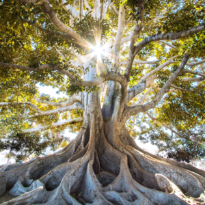 Ep99 冥想让我植根四海：冥想小白4个月的心路历程