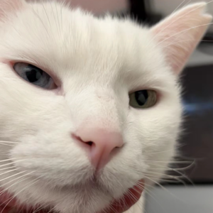 史蒂夫说321期 - 回信：为什么感情里总是女人用情更深？