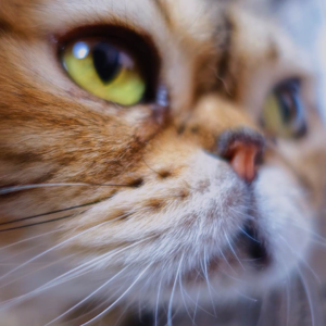 ep06 我们需要怎样的死亡教育？ 聊聊《人生大事》、游戏和我的猫