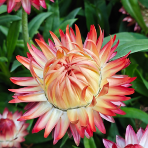 第二期【Leo&Vivian】死亡与爱同行