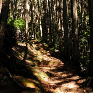 05. “当一棵树,并不简单啊!”|去熊野古道徒步的我们,又一次被大自然治愈了