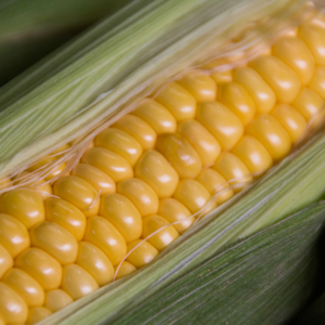 28－玉米：虽然我抽烟喝酒烫头，但我是个好主食