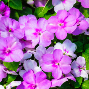 第三期：春季花粉过敏如何防范？