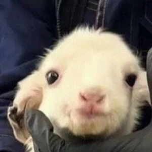 vol2. 种地吧1后日谈之小羊晴天