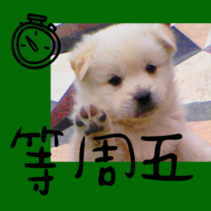 11期丨中国人会说话就不用学中文了吗