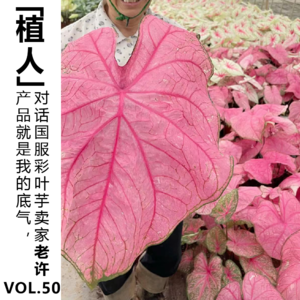 Vol.50【植人】产品就是我的底气，对话国服彩叶芋卖家老许