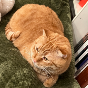 史蒂夫说313期 - 回信：心理上没断奶的人理解不了爱情