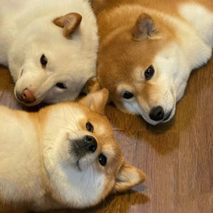 VOL48.非专业人士聊民间借贷：创业的第一步是结婚。