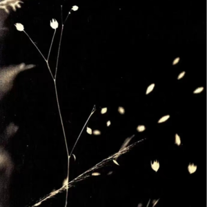 译诗二首：那时世界只剩我们两个醒着