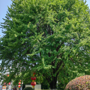 认领一棵树吧，让自己有一个和宇宙相连的天线