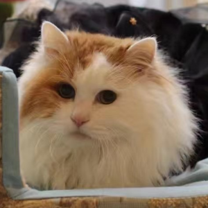 S2E2 信：小米条儿说长大要当个宇航员，去喵星看看你