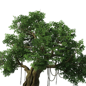 The Banyan Tree 泰戈尔诗集35 榕树