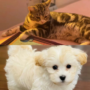 EP59｜狗儿子，猫女儿，小动物陪着我们的日子