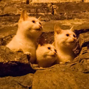 南京和西安古城墙哪座价值更高