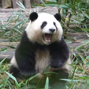 睡前故事一：和花—熊猫界的女顶流