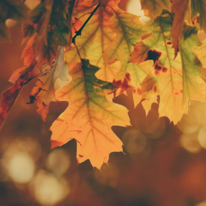 一叶知秋🍁，层林尽染，哪一刻你感觉到了四季轮转