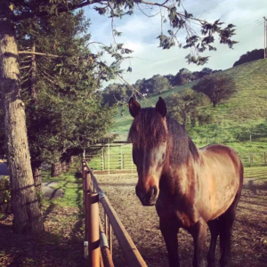 30. 对话晓阳：有机农业，养马，训狗