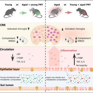 EP1: 粪菌移植竟能逆转衰老？