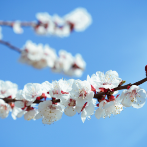 017-春日限定专题Mixtape