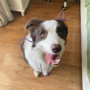 EP.03_聊聊养狗的话题