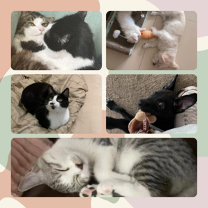 为新手养宠人弥补信息差：从新宠的选择到猫传腹的治疗