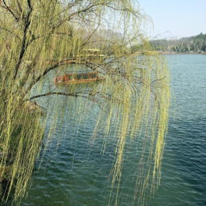 理所当然,怪在春天