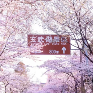 Vol.10 赏花季 | 这里有份南京赏花攻略“拍了拍”你~