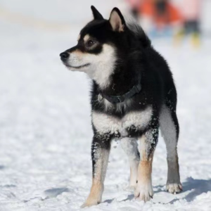 年度犬种特辑·柴犬：容易性情大变，还是永远英俊可爱？| 毛朋友电台 09