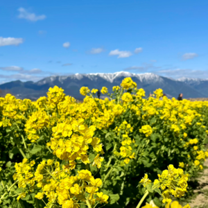 日本旅行：泡温泉喂小鹿，周游关西城乡结合部