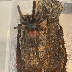 Vol.37 养蜥蜴、养蜘蛛、养蛇,00后还有什么不敢养?| 对话养动物的昊哥