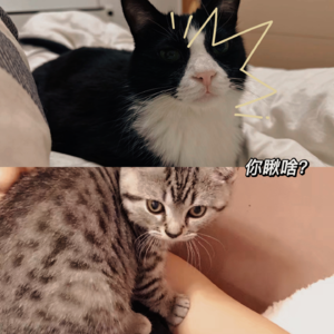 003.柔软的小猫，我们可爱的朋友。